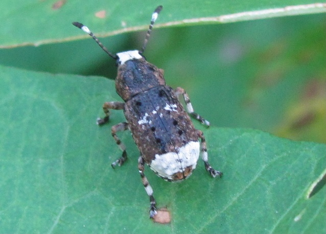 Platystomos albinus, Anthribidae